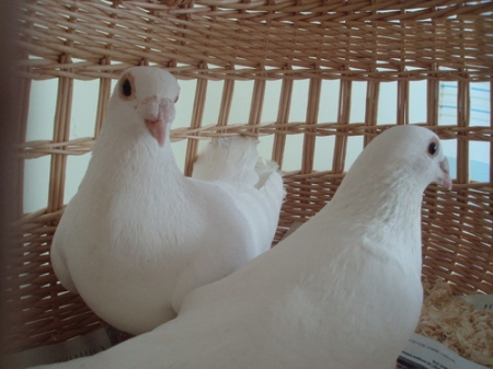 ***Balti proginiai balandžiai***

