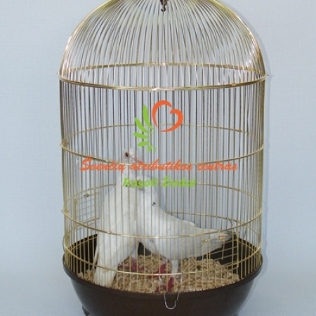 Balti balandžiai Klaipėdos regione